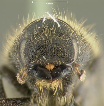 Media type: image;   Entomology 2001 Aspect: head frontal view